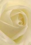 This close perspective draws you into the very heart of a cream-white rose, as if you were cocooned amongst its delicate petals-the finest crafted by St Luke's skilled florists. Each spiral, kissed by soft morning light, shimmers with an inviting, almost luminous softness. The ivory folds are so delicately shaded that their texture seems as gentle as morning mist drifting through St Luke's leafy lanes. Gentle shadows play between petals, lending a sense of depth and introspection. There is an unspoken peace here-the serenity that fills the local area at dawn, or the tenderness behind each bouquet silently delivered to a neighbour in need. This rose is more than a flower; it is a pure symbol of reverence, admiration, and the new beginnings that so often blossom within the heart of St Luke's. The faint fragrance, almost undetectable yet persistent, adds another layer of comfort-quiet, reassuring, and unmistakably thoughtful. Each arrangement, whether marking memories or milestones, reflects the care, artistry, and devotion found only at St Luke's.